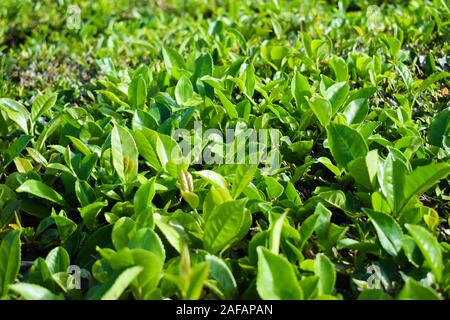 Tee, Kaffee Plantage in Portugal, Azoren iselands Stockfoto
