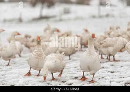 Eine Menge der weissen Gänse auf einem snovy Wiese im Winter. Porträt. Stockfoto