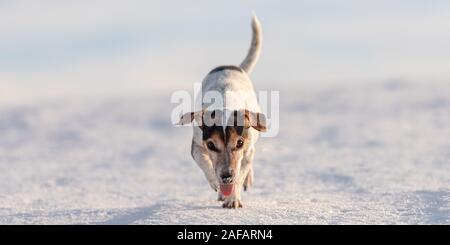 Kleine süße 12 Jahre eingefroren Jack Russell Terrier Hund wird über eine verschneite Wiese im Winter. Stockfoto