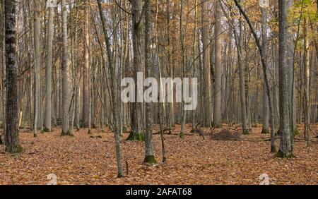 Die herbstlichen Laubbaum stand mit hainbuchen und gebrochene Baum, Wald Bialowieza, Polen, Europa Stockfoto