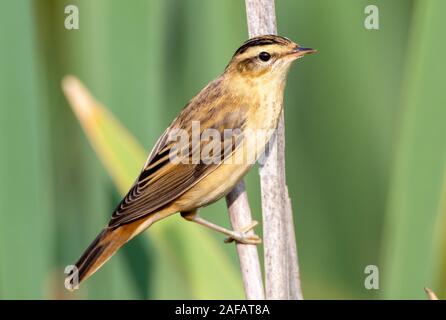 Schilfrohrsänger (Acrocephalus schoenobaenus) auf Reed im Sommer, Podlasien, Polen, Europa Stockfoto