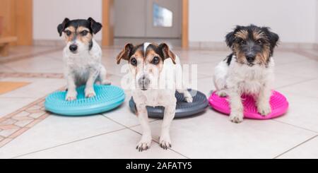 Viele kleine Hunde auf Balance pad - Drei süße Jack Russell Terrier hunde. Stockfoto