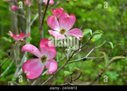 Rosa Cornus Florida rubra Baum auch als rosa Blüte Hartriegelbaum bekannt Stockfoto