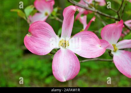 Rosa Cornus Florida rubra Baum auch als rosa Blüte Hartriegelbaum bekannt Stockfoto