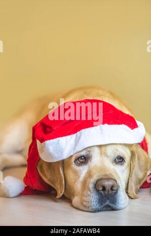 Hund Labrador in Gap ist ein neues Jahr. Für das neue Jahr. Weihnachten. Vertikale. Kopieren Sie Platz Stockfoto