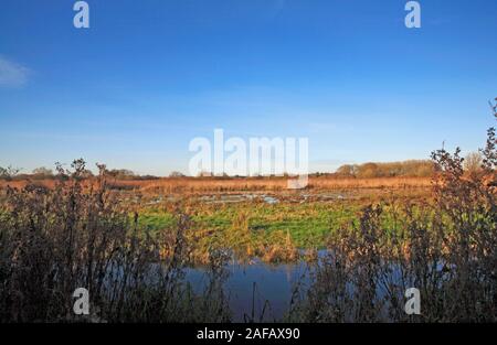 Ein Blick auf den Kleinen RSPB Nature Reserve in einem Moor und Sumpf Lebensraum am Ufer des Flusses Yare an Surlingham, Norfolk, England, Vereinigtes Königreich, Europa. Stockfoto