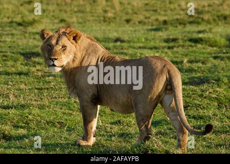 Fabelhafte Lions in der Masai Mara Stockfoto