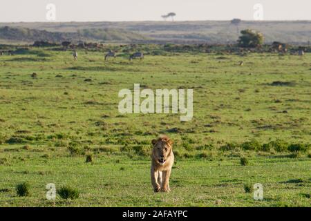 Fabelhafte Lions in der Masai Mara Stockfoto