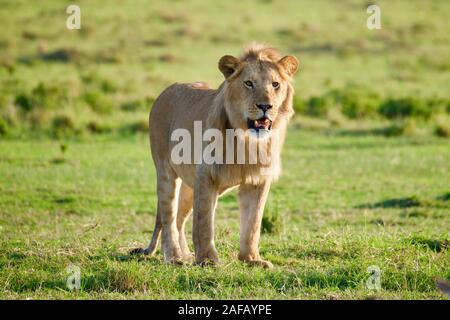 Fabelhafte Lions in der Masai Mara Stockfoto