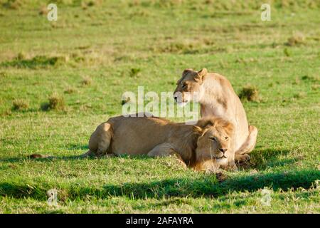 Fabelhafte Lions in der Masai Mara Stockfoto