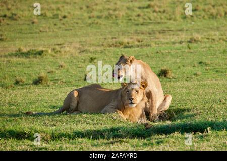 Fabelhafte Lions in der Masai Mara Stockfoto