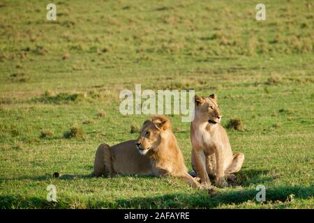 Fabelhafte Lions in der Masai Mara Stockfoto