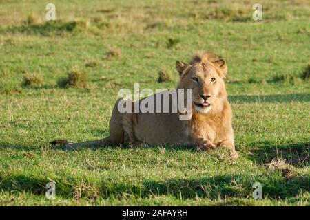 Fabelhafte Lions in der Masai Mara Stockfoto