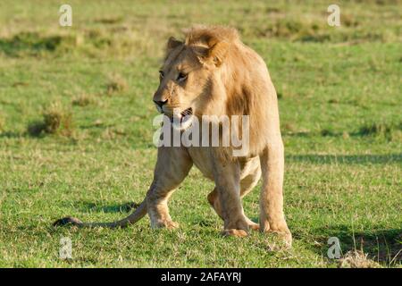 Fabelhafte Lions in der Masai Mara Stockfoto