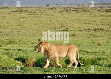 Fabelhafte Lions in der Masai Mara Stockfoto