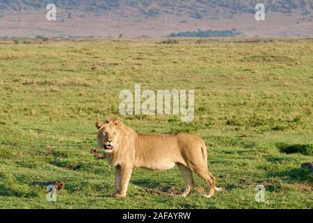 Fabelhafte Lions in der Masai Mara Stockfoto