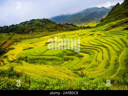 Panoramablick auf grüne Reisfelder Felder in den Bergen von Sapa, Nordvietnam Stockfoto