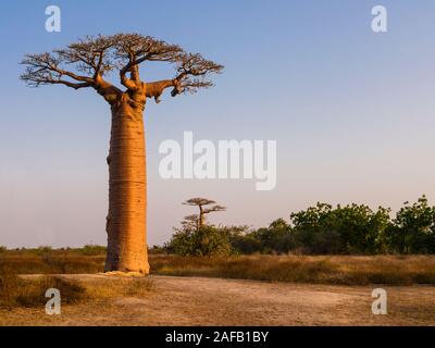 Afrikanische Landschaft mit majestätischen Baobab Baum, Morondava, Madagaskar Stockfoto