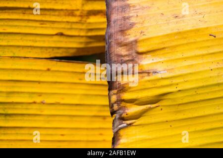 Welkes Blatt Bananenbaum, Pisang Awak Banane Stockfoto