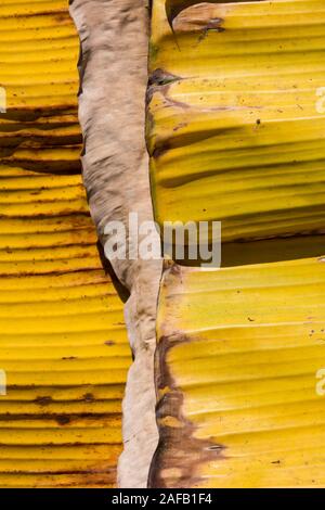 Welkes Blatt Bananenbaum, Pisang Awak Banane Stockfoto