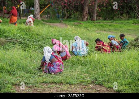 AMRAVATI, MAHARASHTRA, Indien, Juli 5, 2017: Nicht identifizierte Frau Arbeiter der Arbeit auf dem Feld, im Garten arbeitende Szene im Park, Arbeiterin schneiden unerwünschte g Stockfoto