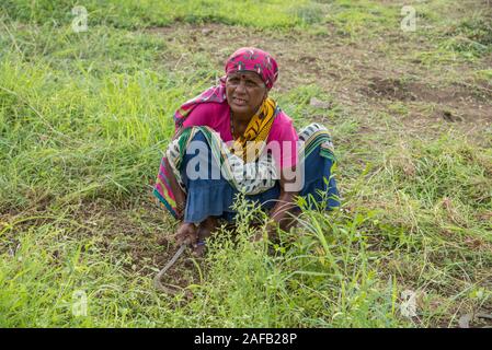 AMRAVATI, MAHARASHTRA, Indien, Juli 5, 2017: Nicht identifizierte Frau Arbeiter der Arbeit auf dem Feld, im Garten arbeitende Szene im Park, Arbeiterin schneiden unerwünschte g Stockfoto