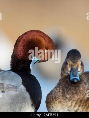 Ein Paar von Redhead Enten auf einem späten Herbst Tag Stockfoto