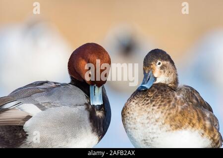 Ein Paar von Redhead Enten auf einem späten Herbst Tag Stockfoto