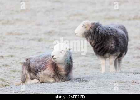 Ein paar Herdwick-schafe in einem Rauhreif Entstaubt an einem Winter im Lake District, Cumbria, England Wiese. Stockfoto