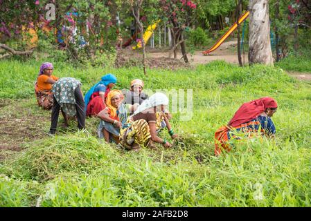 AMRAVATI, MAHARASHTRA, Indien, Juli 5, 2017: Nicht identifizierte Frau Arbeiter der Arbeit auf dem Feld, im Garten arbeitende Szene im Park, Arbeiterin schneiden unerwünschte g Stockfoto