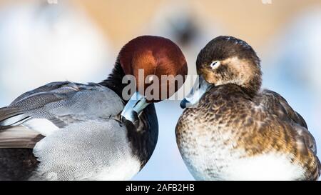 Ein Paar von Redhead Enten auf einem späten Herbst Tag Stockfoto