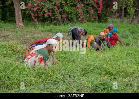 AMRAVATI, MAHARASHTRA, Indien, Juli 5, 2017: Nicht identifizierte Frau Arbeiter der Arbeit auf dem Feld, im Garten arbeitende Szene im Park, Arbeiterin schneiden unerwünschte g Stockfoto