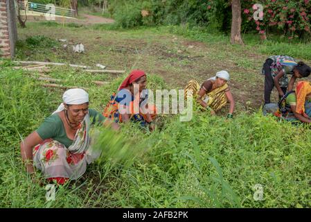 AMRAVATI, MAHARASHTRA, Indien, Juli 5, 2017: Nicht identifizierte Frau Arbeiter der Arbeit auf dem Feld, im Garten arbeitende Szene im Park, Arbeiterin schneiden unerwünschte g Stockfoto