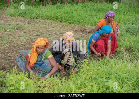 AMRAVATI, MAHARASHTRA, Indien, Juli 5, 2017: Nicht identifizierte Frau Arbeiter der Arbeit auf dem Feld, im Garten arbeitende Szene im Park, Arbeiterin schneiden unerwünschte g Stockfoto