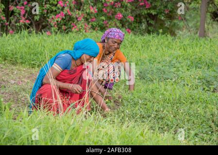 AMRAVATI, MAHARASHTRA, Indien, Juli 5, 2017: Nicht identifizierte Frau Arbeiter der Arbeit auf dem Feld, im Garten arbeitende Szene im Park, Arbeiterin schneiden unerwünschte g Stockfoto