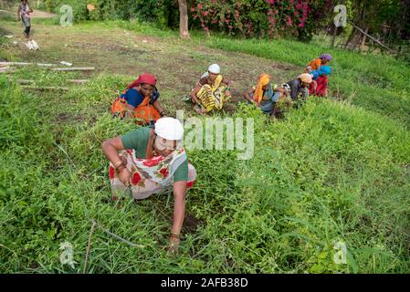 AMRAVATI, MAHARASHTRA, Indien, Juli 5, 2017: Nicht identifizierte Frau Arbeiter der Arbeit auf dem Feld, im Garten arbeitende Szene im Park, Arbeiterin schneiden unerwünschte g Stockfoto