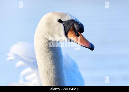 Höckerschwan (Cygnus olor Kopf Nahaufnahme) Stockfoto
