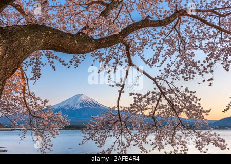 Kawaguchi-See, Japan am Mt. Fuji am Abend während des Frühlings. Stockfoto