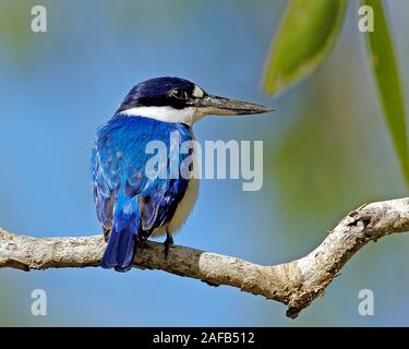 Waldeisvogel, Todiramphus macleayii, Stockfoto