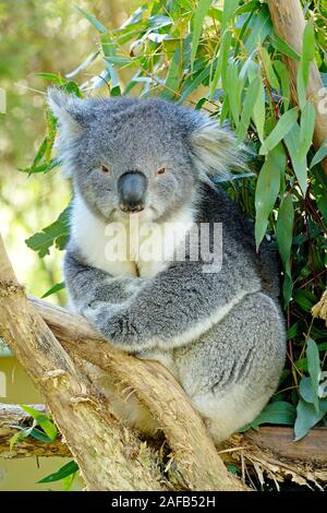 Koala Bär, Phascolarctus cinereus, mit Jungtier, Victoria, Australien Stockfoto