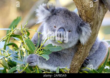 Koala-Bär, Phascolarctus Cinereus, Mit Jungtier, Victoria, Australien Stockfoto