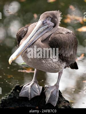 Brown pelican juvenile Vogel durch das Wasser mit einem close-up Profil Ansicht anzeigen Körper, Flügel, Augen, Kopf, Schnabel, Gefieder mit bokeh Hintergrund. Stockfoto