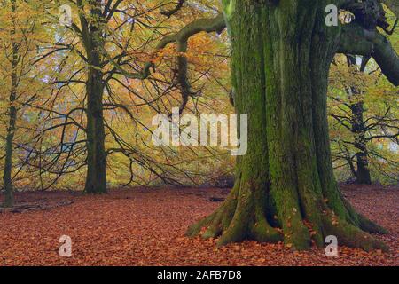 Bemooster Stamm einer alten Buche (Fagus) im Herbst, verfaerbte Blaetter im Gegenlicht, Urwald Sababurg, Hessen, Deutschland, Europa Stockfoto