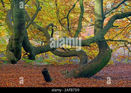 Bemooster Stamm einer alten Buche (Fagus) im Herbst, verfaerbte Blaetter im Gegenlicht, Urwald Sababurg, Hessen, Deutschland, Europa Stockfoto