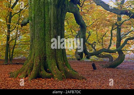 Bemooster Stamm einer alten Buche (Fagus) im Herbst, verfaerbte Blaetter im Gegenlicht, Urwald Sababurg, Hessen, Deutschland, Europa Stockfoto