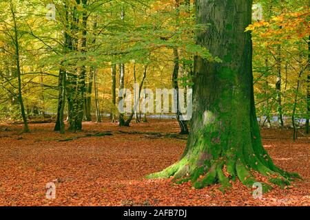 Bemooster Stamm einer alten Buche (Fagus) im Herbst, verfaerbte Blaetter im Gegenlicht, Urwald Sababurg, Hessen, Deutschland, Europa Stockfoto