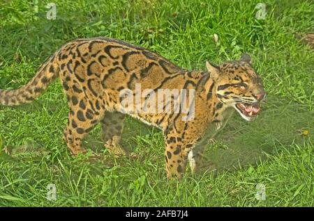 Cloued Leoard Neofelis Nebulosa Asien Stockfoto