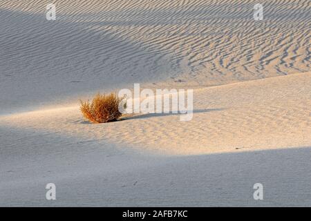 Mesquite flache Dünen, bei Sonnenaufgang, Death Valley Nationalpark, Kalifornien, USA Stockfoto