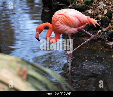 Flamingo Vogel close-up Profil anzeigen im Wasser seine Körper, Gefieder, Kopf, Auge, Beck in seiner Umgebung und Umwelt. Stockfoto