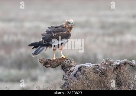 Adilt männlichen der westlichen Rohrweihe, Zirkus aeroginosus Stockfoto